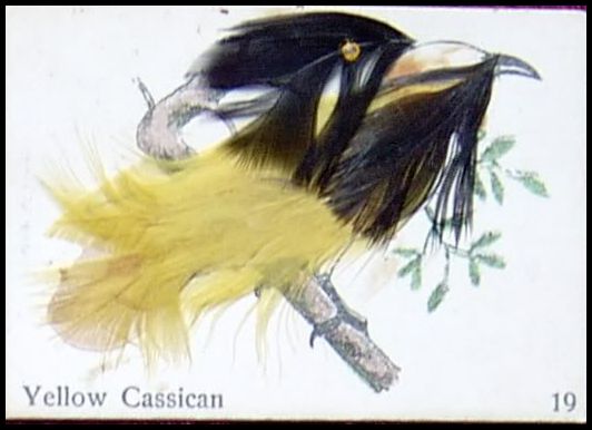 19 Yellow Cassican